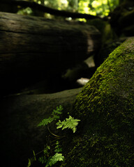 green moss in the forest