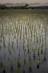 A rice paddy in northern Japan