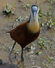 African bird