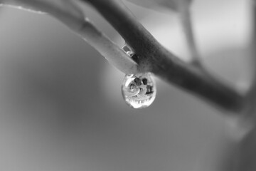 Blossom of potted lemon tree (Citrus limon)