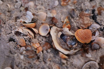 Seashells on the shore