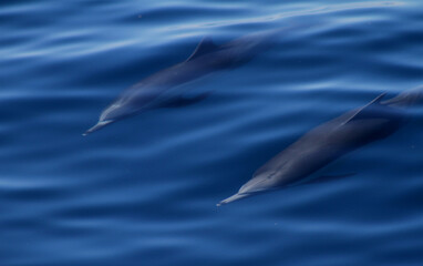 dolphin in blue water