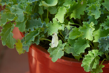 Kale plant in a pot in urban garden, natural light