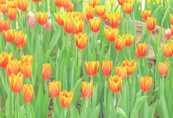 tulips flower in the park