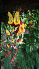Fototapeta premium Indian Clock Vine. Botanical name thunbergia mysorensis. Also called lady's slippers, dolls shoes and mysore trumpet vine.