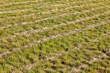 beveled grass