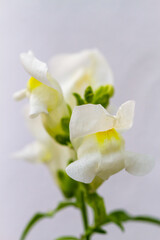 White dragon flowers or snapdragons (Antirrhinum)