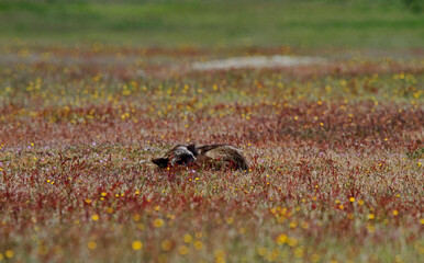 wild fox in the field 