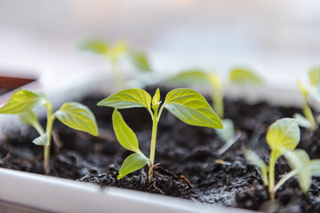 Seedlings on the window. Seedlings in the ground. Plant sprouts. Green seedlings