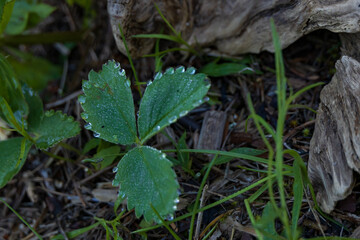 Wild Strawberry Leaves with water drops