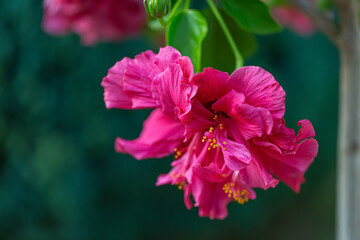 Close-up of red purple flower hibiscus with yellow stamens and pollen and blurred natural green background. 