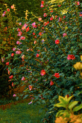 Mallow flowers in the orchard in summer evening time. Shallow depth of field. Toned image. 