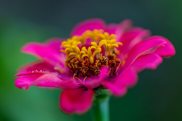 Closeup pink flower with yellow stamens and  pollen and blurred natural green background. Toned image. Copy space.