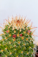 Succulent and cactus in pot