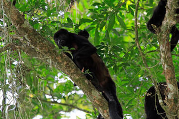Howler monkey in tree