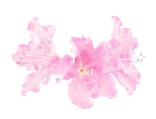 Ruffled Pink Azalea Flower Close Up Isolated on White