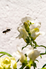 White dragon flowers or snapdragons (Antirrhinum)