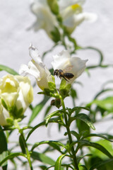 White dragon flowers or snapdragons (Antirrhinum)