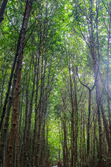 Fototapeta na wymiar Wooden path in mangrove tree forest