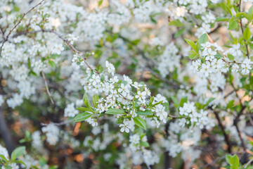 Apple tree flowers close-up. Many colors apples. Background. Leaves of yubloki. Tree close up. Fruit tree in the garden