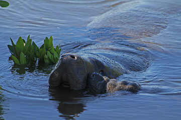 Fototapeta premium Manatee with baby in water