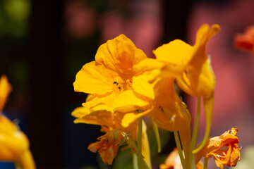 orange flowers of Tropaeolum majus plant