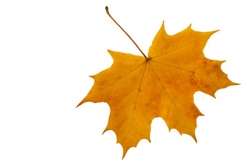 Autumn  leaf isolated on a white background. Maple yellow leaf . Set of leaves.