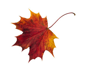 Autumn  leaf isolated on a white background. Maple orange leaf . Set of leaves.