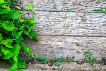 ivy growing on a wall
