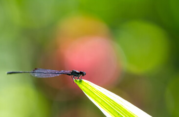 the dragonfly on green leaf