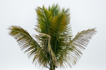 Fototapeta premium Beautiful coconut tree with white clouds as background