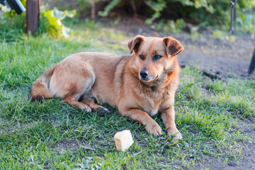 Ginger dog on the grass. The dog is eating. Pet. Cur. Dog is bread. The dog is lying on the grass