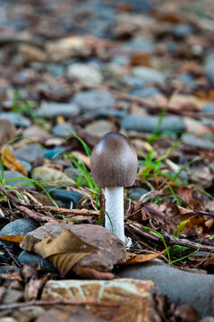 toadstool mushroom grows in the wild forest