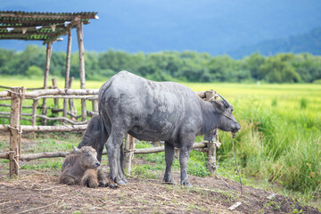 Water buffalo and baby in a farm with rice field in background 