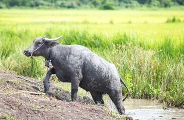 Water buffalo walking up from water puddle in rice field with mud on the back 