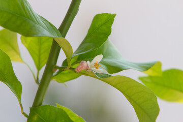 Blossom of potted lemon tree (Citrus limon)