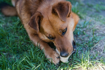 Ginger dog on the grass. The dog is eating. Pet. Cur. Dog is bread. The dog is lying on the grass
