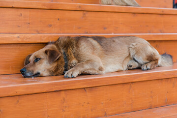The dog is sleeping on the street. The dog is resting during the day. Tired. Favorite pet. Street dog. Beautiful animal.