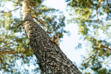 squirrel in the tree monitors security, the ability of a squirrel to disguise itself