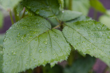 Dew on the leaves. Leaves after the rain. It has rained. Drops on the leaves. Early morning. Beautiful nature