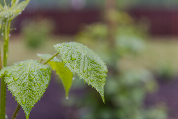 Dew on the leaves. Leaves after the rain. It has rained. Drops on the leaves. Early morning. Beautiful nature