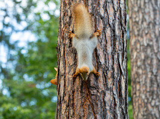 a red cat tries to hunt a squirrel in a pine forest