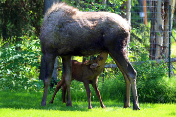 Moose cow calf Anchorage Alaska
