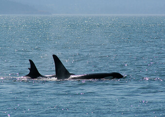 Naklejka premium orcas in the water