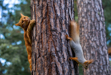 a red cat tries to hunt a squirrel in a pine forest