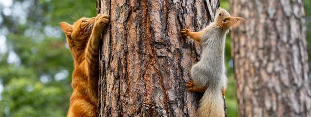a red cat tries to hunt a squirrel in a pine forest