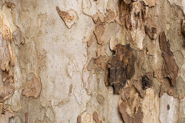 tree bark background