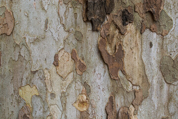 tree bark texture
