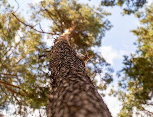 squirrel in the tree monitors security, the ability of a squirrel to disguise itself