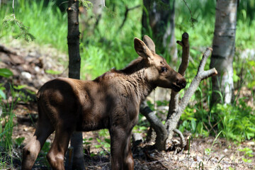 Moose cow calf Anchorage Alaska